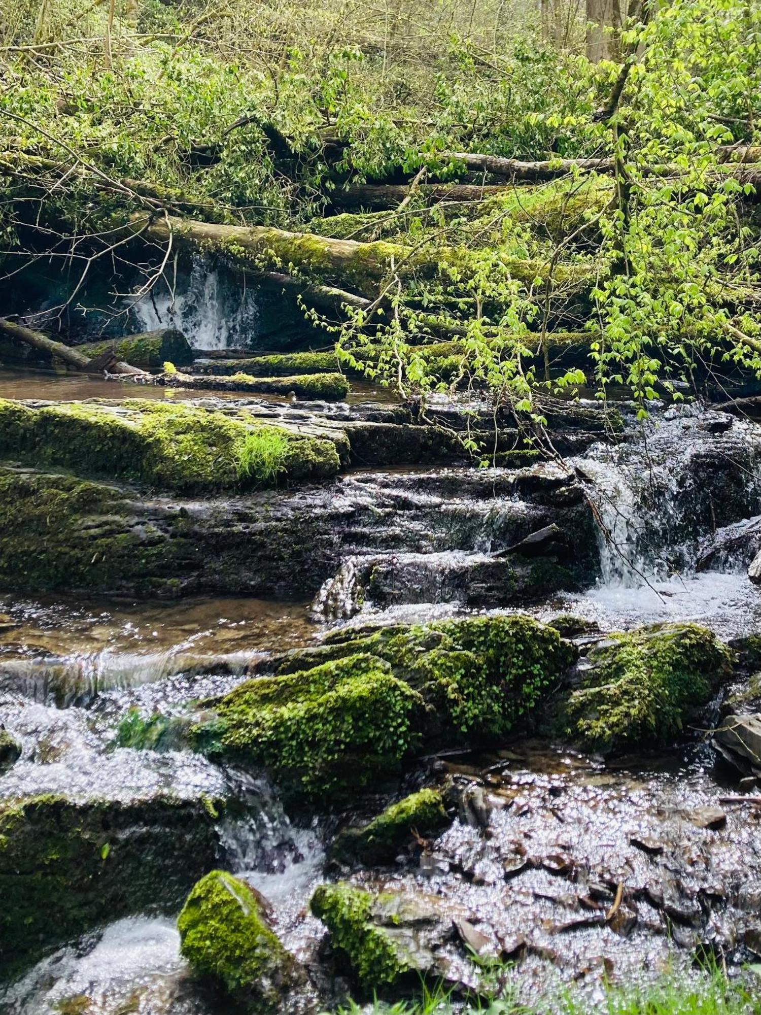 Woody Lodge - Duplex Nature Bonsoy Ardennes Hastiere-par-dela Esterno foto